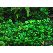 Марсілія Крената (Marsilea Crenata)