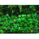 Марсилия Крената (Marsilea Crenata)