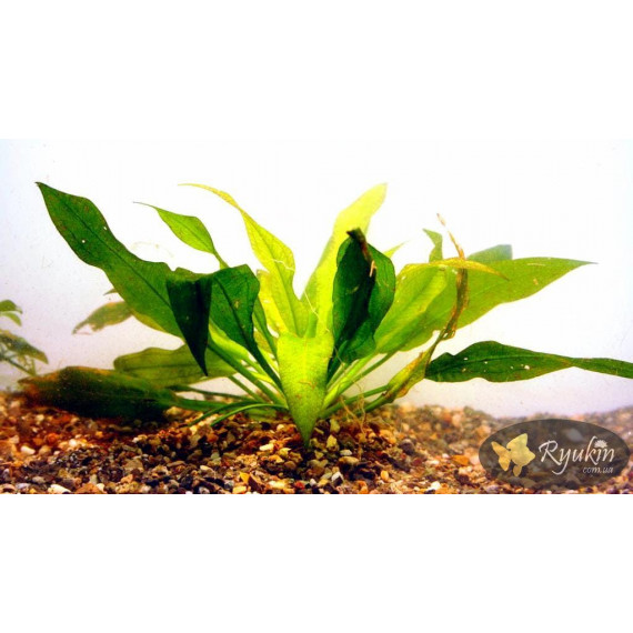 Эхинодорус Черная Амазонка (Echinodorus Amazonicus Black)