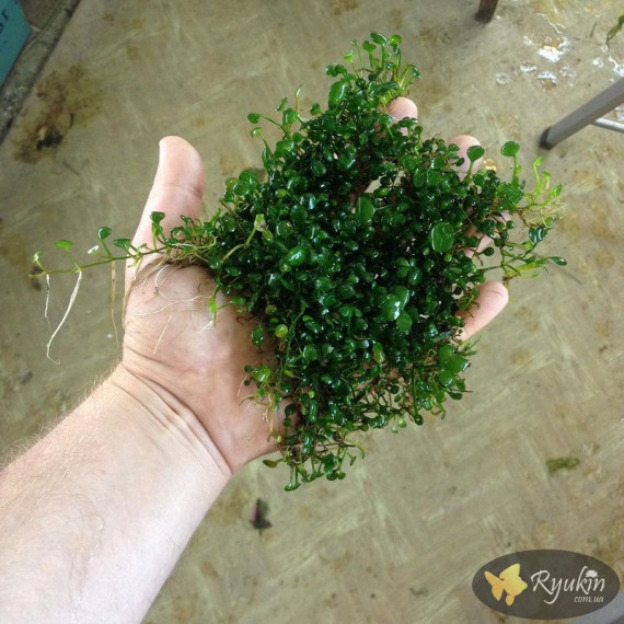 Марсилия Крената (Marsilea Crenata)