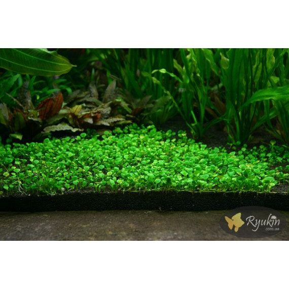 Марсилия Крената (Marsilea Crenata)