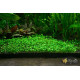 Марсилия Крената (Marsilea Crenata)