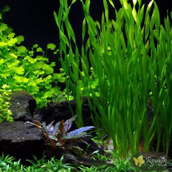 Валліснерія Спіральна (Vallisneria Spiralis)