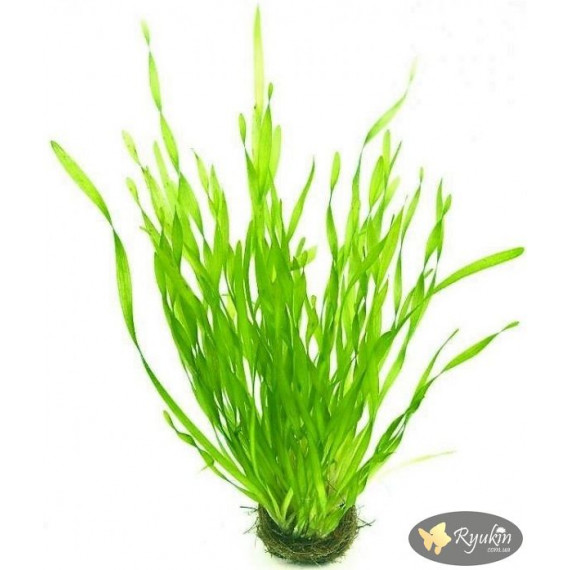 Валліснерія Спіральна (Vallisneria Spiralis)
