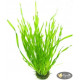 Валліснерія Спіральна (Vallisneria Spiralis)