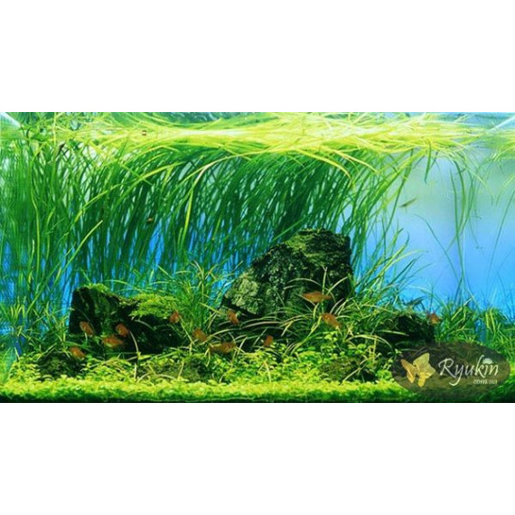 Эхинодорус Узколистный (Helanthium Angustifolius)