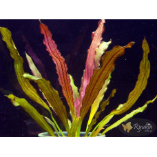 Эхинодорус Флоренс (Echinodorus Florens)