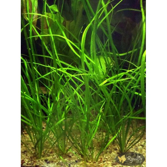 Эхинодорус Узколистный (Helanthium Angustifolius)