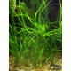 Эхинодорус Узколистный (Helanthium Angustifolius)
