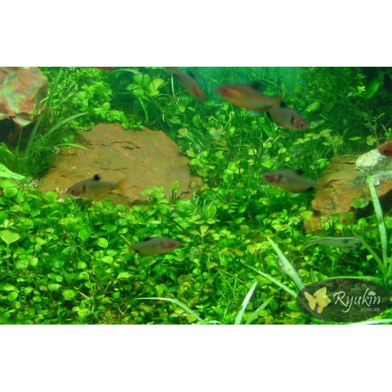 Марсилия Крената (Marsilea Crenata)