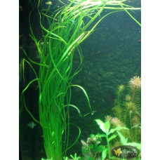 Эхинодорус Узколистный (Helanthium Angustifolius)