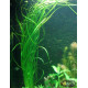 Эхинодорус Узколистный (Helanthium Angustifolius)