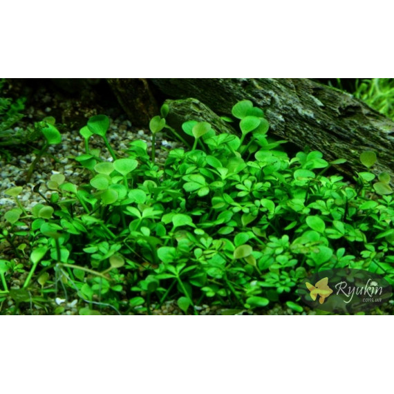 Марсилия Крената (Marsilea Crenata)