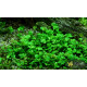 Марсилия Крената (Marsilea Crenata)