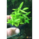 Стаурогін Повзучий (Staurogyne Repens)