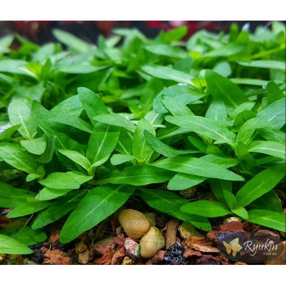 Стаурогін Повзучий (Staurogyne Repens)
