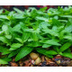 Стаурогін Повзучий (Staurogyne Repens)