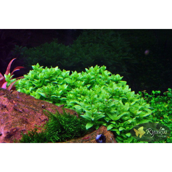 Стаурогін Повзучий (Staurogyne Repens)
