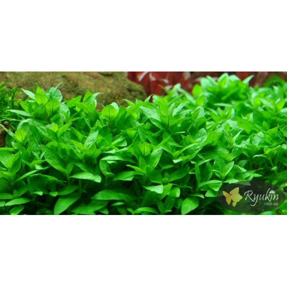 Стаурогін Повзучий (Staurogyne Repens)