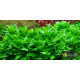 Стаурогін Повзучий (Staurogyne Repens)