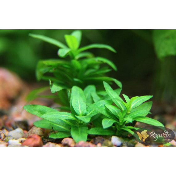 Стаурогін Повзучий (Staurogyne Repens)