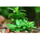 Стаурогін Повзучий (Staurogyne Repens)