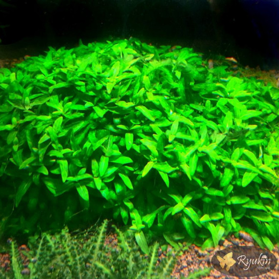 Стаурогін Повзучий (Staurogyne Repens)
