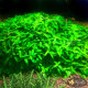 Стаурогін Повзучий (Staurogyne Repens)