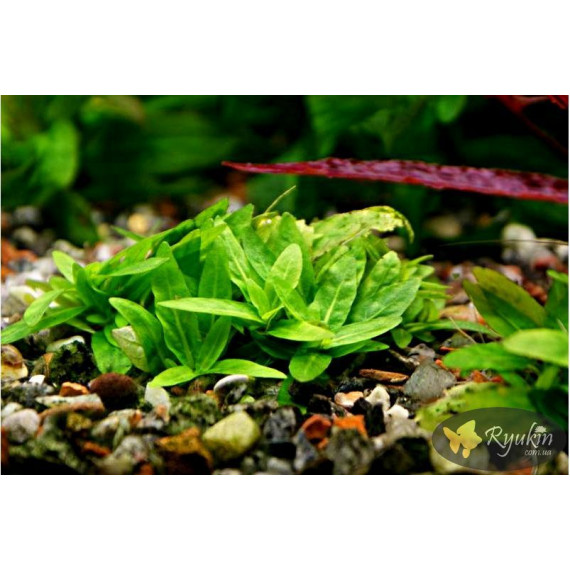 Стаурогін Повзучий (Staurogyne Repens)