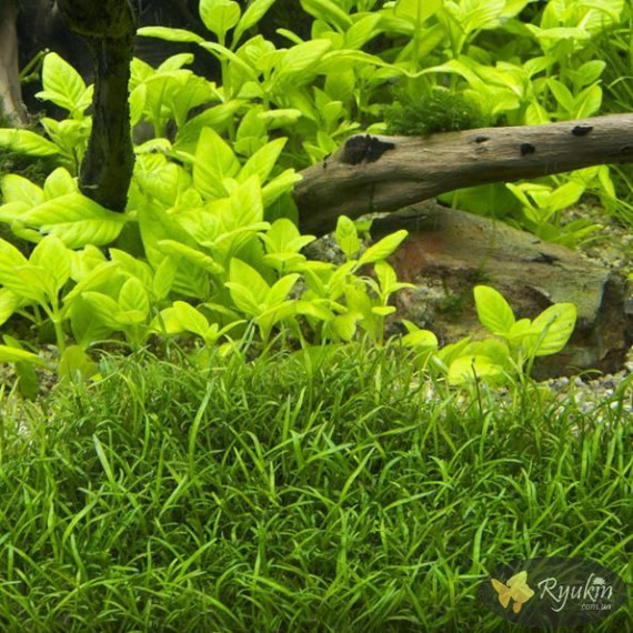 Лілеопсіс Бразильський (Lilaeopsis Brasiliensis)