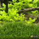 Лілеопсіс Бразильський (Lilaeopsis Brasiliensis)