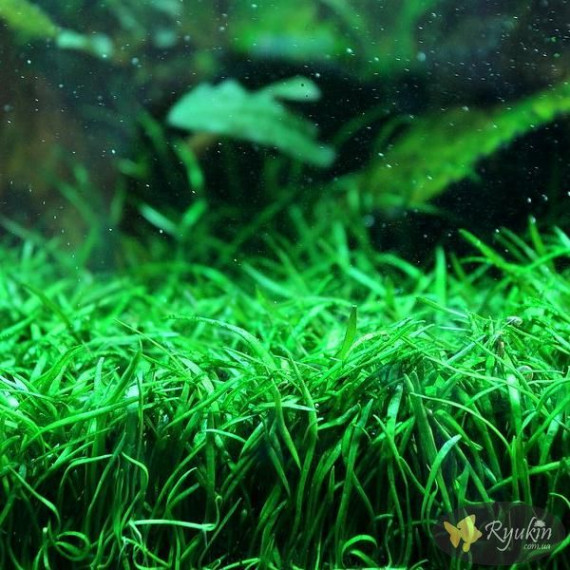 Лілеопсіс Бразильський (Lilaeopsis Brasiliensis)