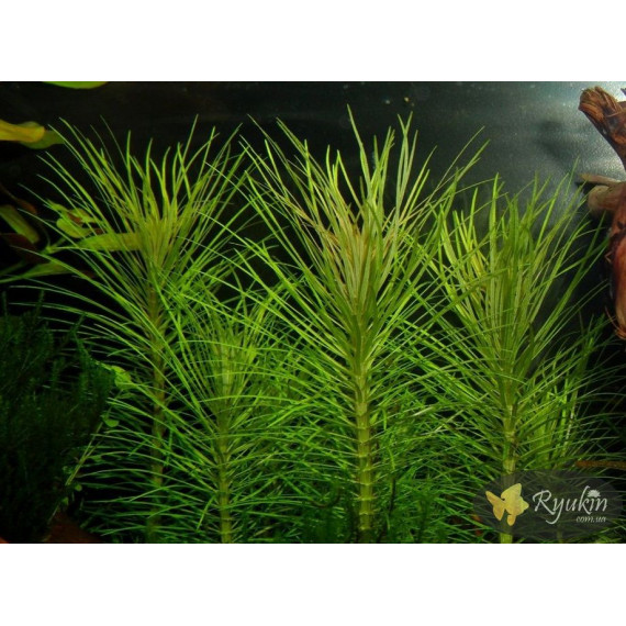 Погостемон Еректус (Pogostemon Erectus)