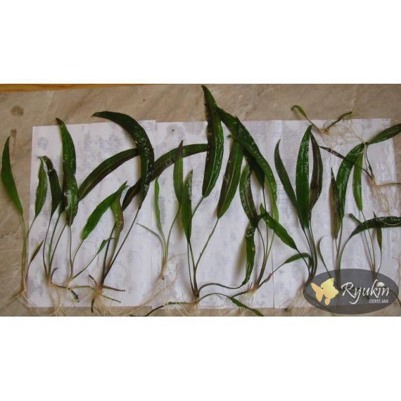 Криптокорина Устеріана (Cryptocoryne Usteriana)