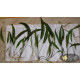 Криптокорина Устеріана (Cryptocoryne Usteriana)