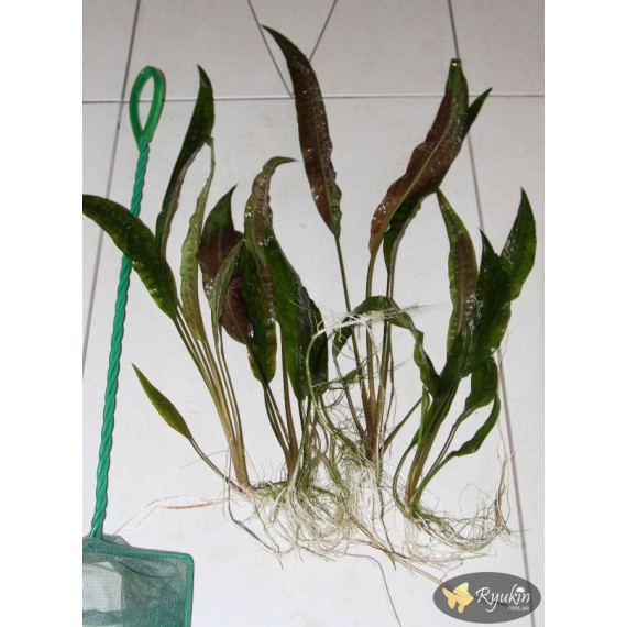 Криптокорина Устеріана (Cryptocoryne Usteriana)