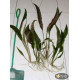 Криптокорина Устеріана (Cryptocoryne Usteriana)
