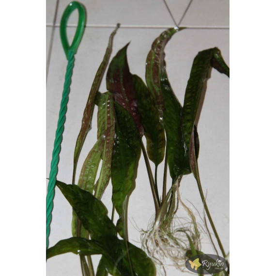 Криптокорина Устеріана (Cryptocoryne Usteriana)