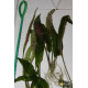 Криптокорина Устеріана (Cryptocoryne Usteriana)