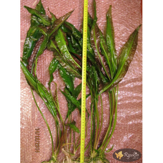 Криптокорина Устеріана (Cryptocoryne Usteriana)