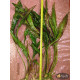 Криптокорина Устеріана (Cryptocoryne Usteriana)