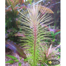 Погостемон Еректус (Pogostemon Erectus)