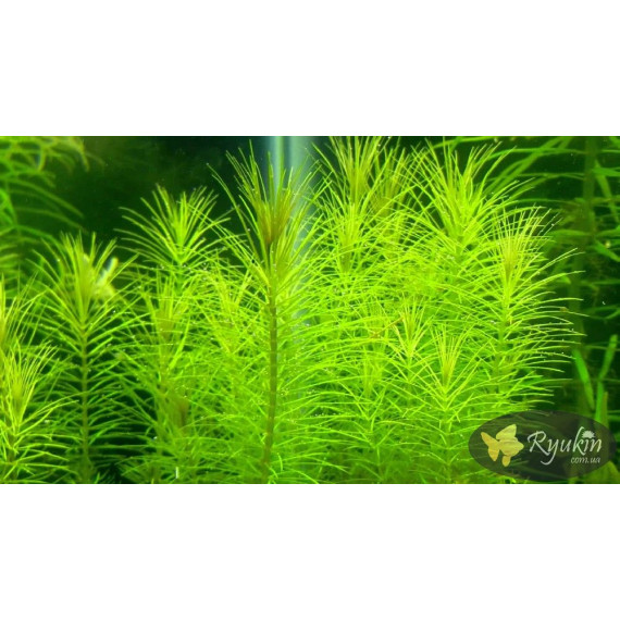 Погостемон Еректус (Pogostemon Erectus)