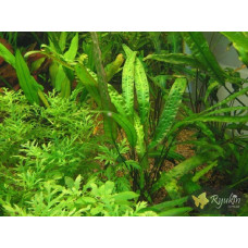 Криптокорина Устеріана (Cryptocoryne Usteriana)