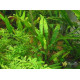 Криптокорина Устеріана (Cryptocoryne Usteriana)