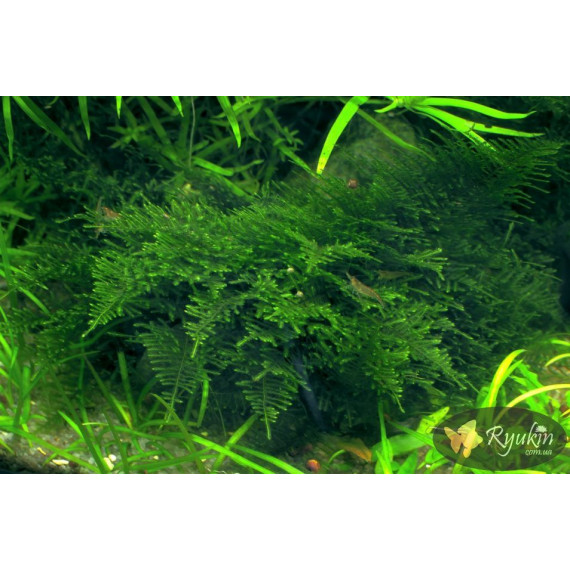 Мох Павичиний (Peacock Moss)