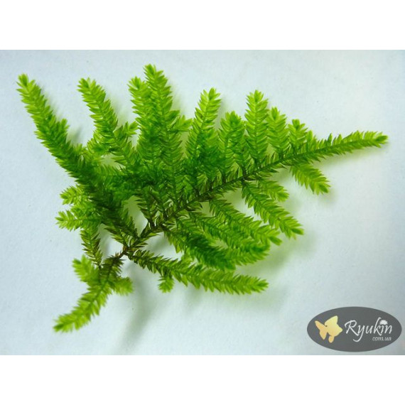 Мох Павичиний (Peacock Moss)