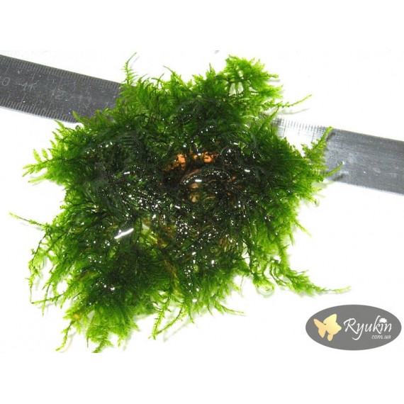 Мох Павичиний (Peacock Moss)