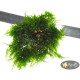 Мох Павичиний (Peacock Moss)