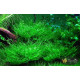 Мох Павичиний (Peacock Moss)
